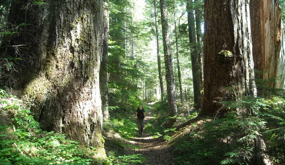 A narrow path winds between moss-covered old-growth trees on the Eastside Trail at Ohanapecosh.